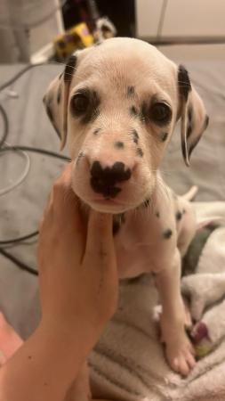 Image 6 of Dalmatian puppies ready to leave next week