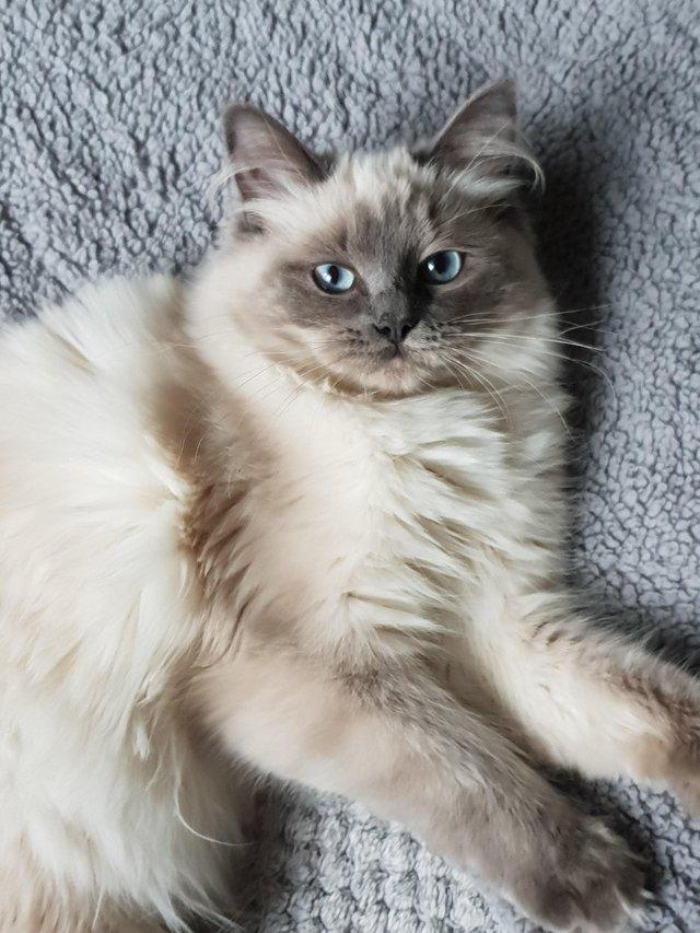 Preview of the first image of 10 month old female ragdoll.