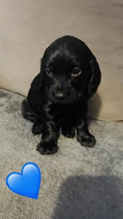 Image 6 of Working Cocker spaniel puppies