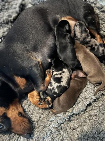 Image 4 of Stunning miniature dachshunds