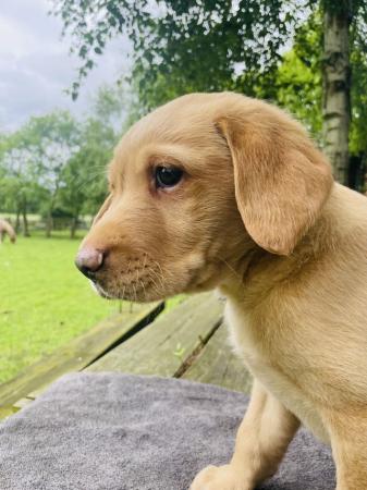 Image 25 of Labrador Puppies, KC Registered, Helsby , Cheshire