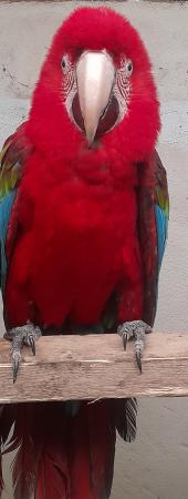 Image 4 of Green wing macaw for sale
