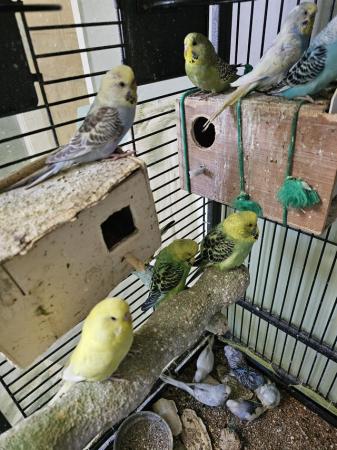 Image 19 of budgies for sale, breeding couples, babies