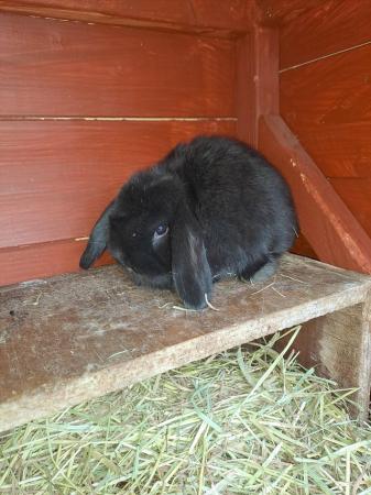 Image 3 of Mini lop ear Very looking for their forever homes