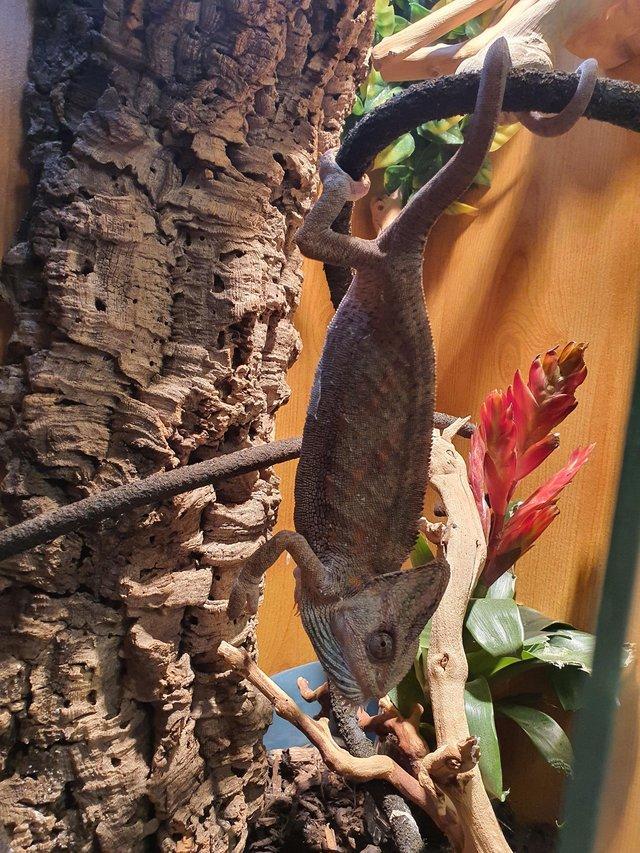Preview of the first image of Female Yemen Chameleon for sale to a very good home. Only.