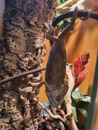 Image 1 of Female Yemen Chameleon for sale to a very good home. Only