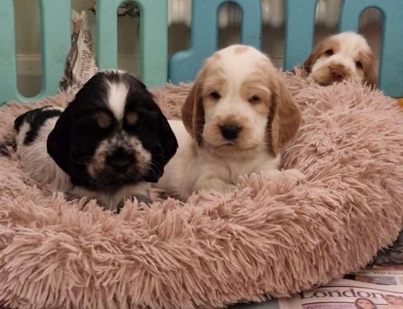 Image 5 of Show Cocker Spaniel Puppies