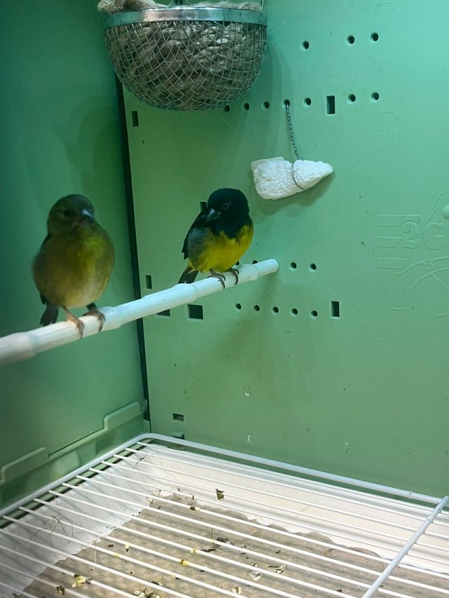 Preview of the first image of Pair of yellow belly siskins.