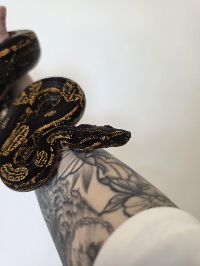 IMG Paradigm Arabesque Male Boa — photo 2 of 4