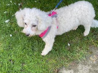 Preview of the first image of RUTH - FIVE YEAR OLD PEDIGREE BICHON FRISE.