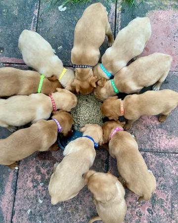 Image 6 of Fox red and Yellow labrador puppies. KC registered