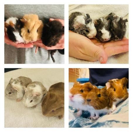 Image 1 of Guinea pig pups for sale in Peterborough