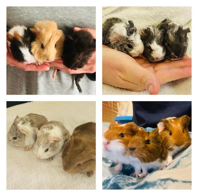 Preview of the first image of Guinea pig pups for sale in Peterborough.