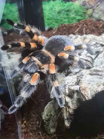 Image 2 of Mexican red knee tarantula