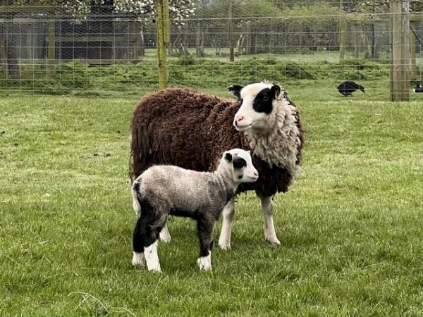 Image 1 of Registered Shetland ewes with lambs at foot