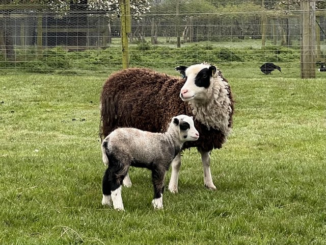 Preview of the first image of Registered Shetland ewes with lambs at foot.