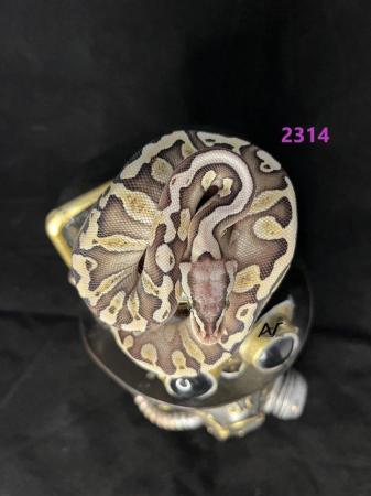 Image 4 of 0.1 GHI Butter Pastel Het Clown royal/ball python baby