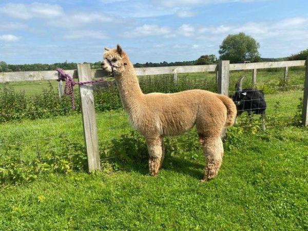 Image 8 of MALE ALPACAS TOP QUALITY BAS AVAILABLE FOR THEIR SERVICES