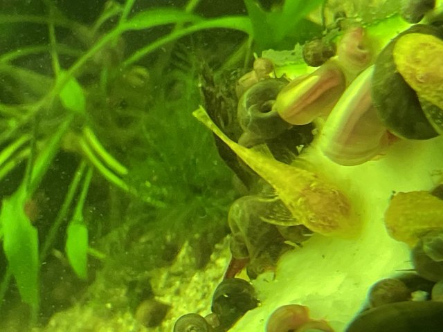 Preview of the first image of Baby Albino bristlenose Plecos for sale.