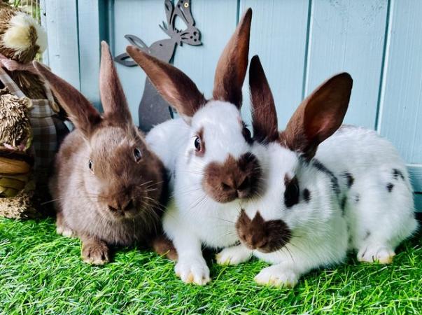 Image 6 of English spot rabbits - chocolate
