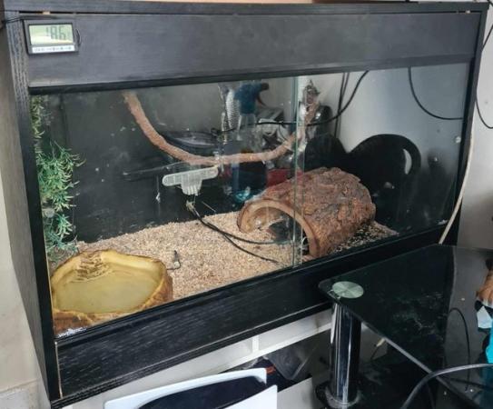 Image 3 of Royal python with 3ft viv and accessories