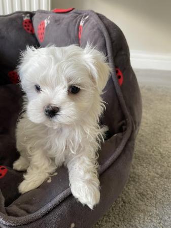 Image 3 of Beautiful Tiny Quality KC Maltese Puppies For Sale