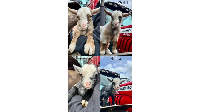 Image 7 of Stunning Pygmy Goat Nanny kids for sale