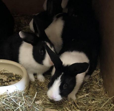 Image 1 of For sale baby Dutch rabbits.