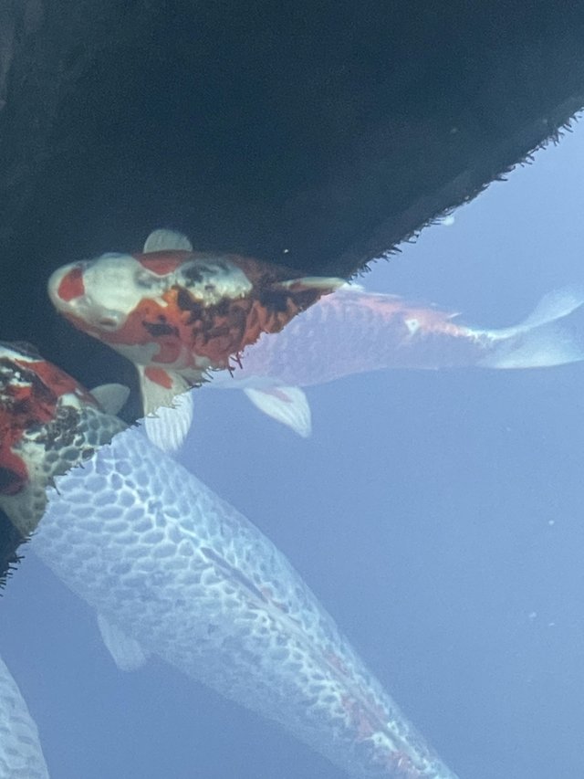 Preview of the first image of Koi Carp - 11 fish from 45cm to 60+ cm.