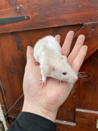 Image 4 of Baby Rex/Double Rex Rats