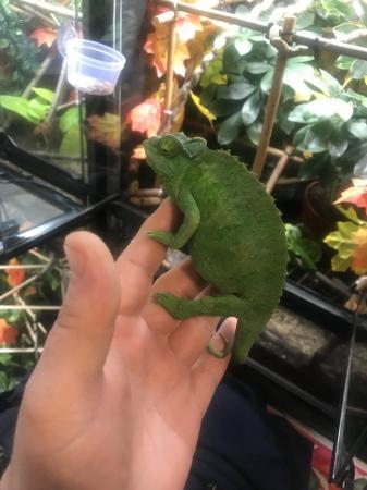 Image 4 of Beautiful adult female Jackson’s xanth chameleon