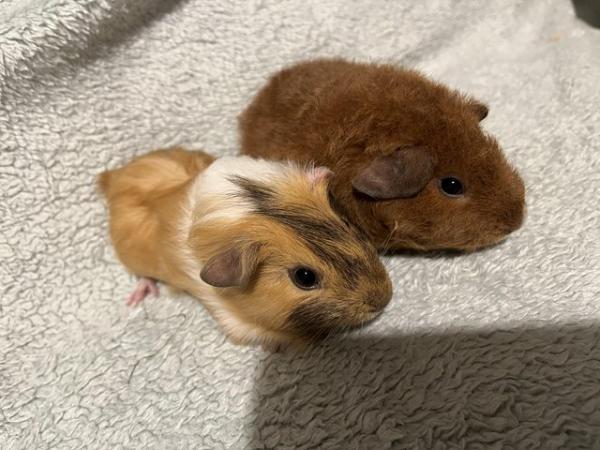 Image 13 of Male Guinea pigs for sale