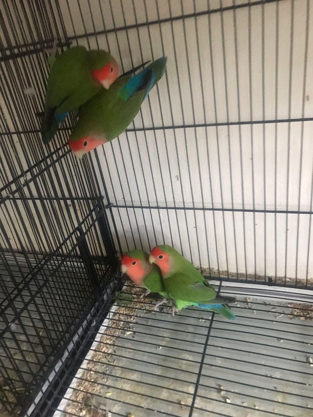 Preview of the first image of 3 young peach face green and red colour love birds.