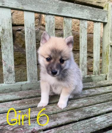 Image 10 of F2 Pomsky puppies for sale
