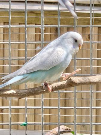 Image 1 of Young Baby budgies for sale