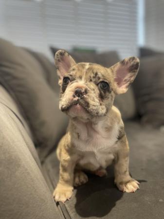 Image 4 of 6 week old french bulldog puppies for sale