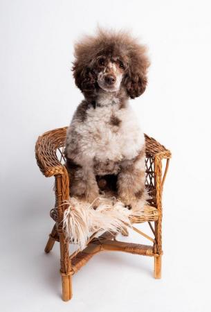 Image 4 of EXTENSIVELY HEALTH TESTED CHOC MERLE POODLE STUD