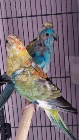 Image 2 of 5x Red Rump Parakeets For Sale