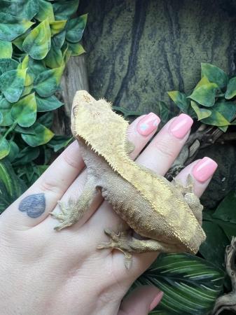 Image 6 of Crested Gecko Babies for sale