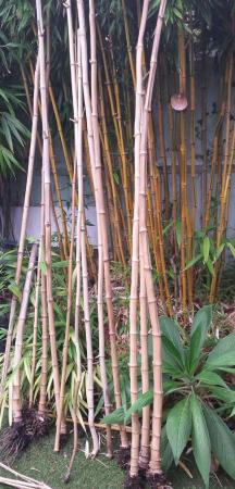 Image 6 of BAMBOO CANES, Home Produced London Grown