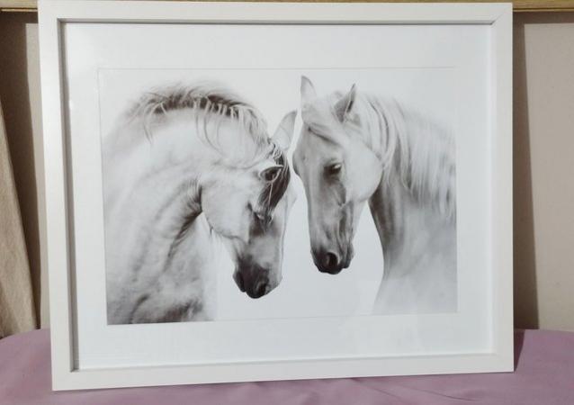 Image 1 of Gorgeous horse photo art print in white frame.