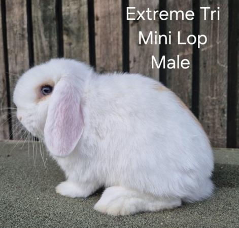 Image 11 of Young Adult Mini Lop Male