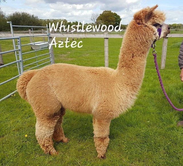 Preview of the first image of ALPACA STUNNING BAS QUALITY MALE READY TO MEET THE FEMALES.