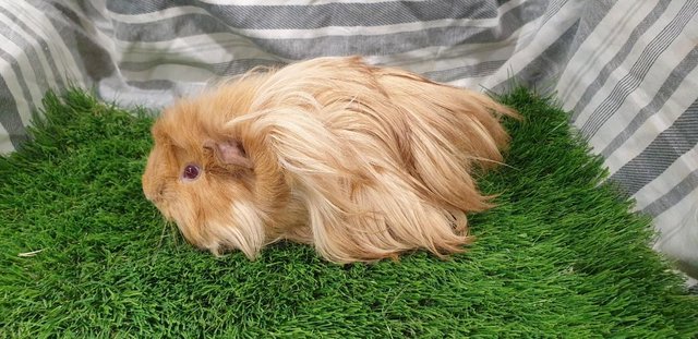Image 9 of Various Sows (Female) Guinea Pigs for Sale