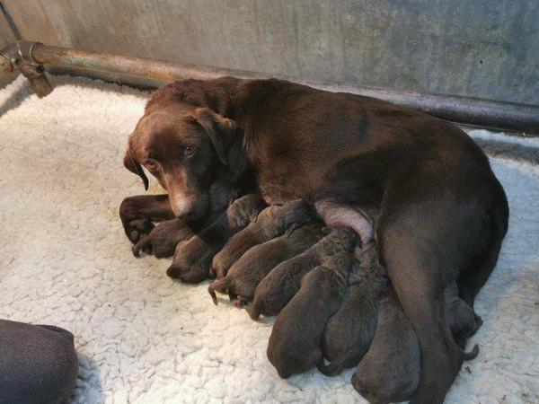 Image 5 of Chocolate Labrador puppies - Excellent pedigrees