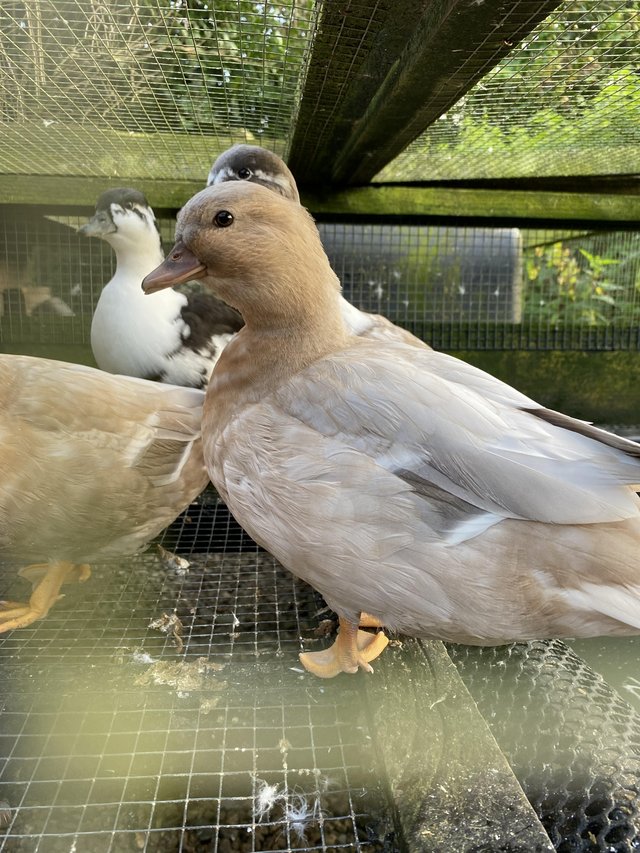 Preview of the first image of Stock reduction!! Female call ducks available & pairs.