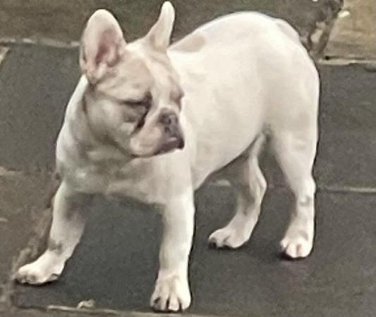 Image 14 of KC REGISTERED TRUE TO TYPE FRENCH BULLDOG BOY