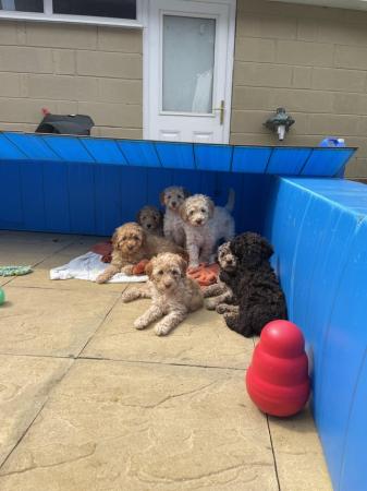 Image 12 of 10 weeks old, poodle cross puppies ready for a new home