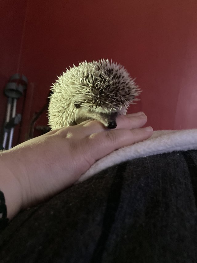 Preview of the first image of 8 months old male African pigmy hedgehog.