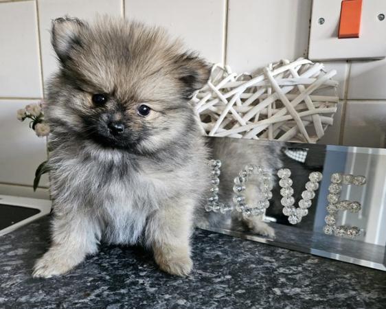 Image 1 of Super adorable quality xxs rare teacup Wolf Sable puppy